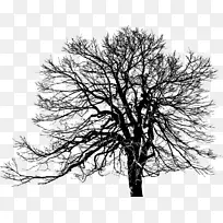 Ê÷Ö¦¹âÊ÷-¿ÕÈôÍø Ê÷Ö¦¹âÊ÷-¿ÕÈôÍø