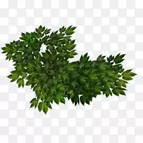 Adobe系统灌木欧芹-空若网 Adobe系统灌木欧芹-空若网