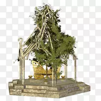 树室内植物-树-空若网 树室内植物-树-空若网