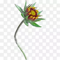 植物茎草本植物开花植物-植物-空若网 植物茎草本植物开花植物-植物-空若网