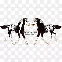 马野生动物-马-空若网 马野生动物-马-空若网