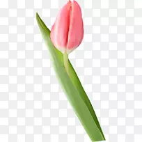 郁金香博客-郁金香-空若网 郁金香博客-郁金香-空若网