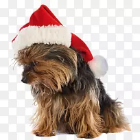 约克郡小猎犬澳大利亚丝绸猎犬圣诞老人-小狗-空若网 约克郡小猎犬澳大利亚丝绸猎犬圣诞老人-小狗-空若网