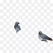 鹦鹉爱鸟埃及秃鹫蓝色沙发-非洲灰鹦鹉-空若网 鹦鹉爱鸟埃及秃鹫蓝色沙发-非洲灰鹦鹉-空若网