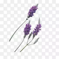 英国薰衣草油-空若网 英国薰衣草油-空若网