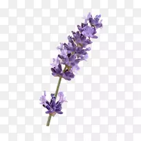 Ӣ��޹�²ݷ���޹�²ݻ�-������