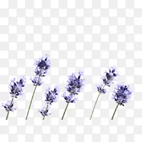 英国薰衣草法国薰衣草花卉花瓣-空若网 英国薰衣草法国薰衣草花卉花瓣-空若网