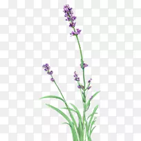 Ӣ��޹�²�����ѹ��-������