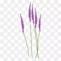 英国薰衣草紫罗兰剪贴画-空若网 英国薰衣草紫罗兰剪贴画-空若网