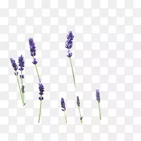 Ӣ��޹�²ݻ滭������-������