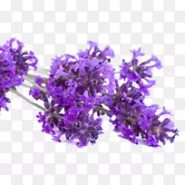 Ӣ��޹�²ݷ���޹�²�����-������