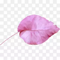 ����ۺ�ɫm�л�rtv�ۺ�ɫ����ֲ��-�ۺ�ɫҶ-������