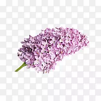 �϶���޹�²��л�-����-������