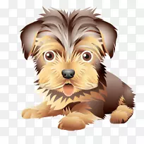 约克郡猎犬Morkie澳大利亚丝毛猎犬诺维奇猎犬-小狗-空若网 约克郡猎犬Morkie澳大利亚丝毛猎犬诺维奇猎犬-小狗-空若网