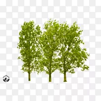 摄影图像分辨率树-空若网 摄影图像分辨率树-空若网