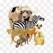 猎豹大猫野生动物猎豹-空若网 猎豹大猫野生动物猎豹-空若网