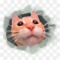 感觉猫:碰撞竞技场,涡轮星,狗,我的电脑图标-猫胡须-空若网 感觉猫:碰撞竞技场,涡轮星,狗,我的电脑图标-猫胡须-空若网