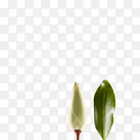 花瓣静物摄影-空若网 花瓣静物摄影-空若网