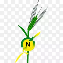 基尔大学植物细胞科学研究-科学-空若网 基尔大学植物细胞科学研究-科学-空若网