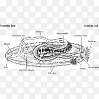 海参作为食物,海胆,疥疮,棘皮动物-空若网 海参作为食物,海胆,疥疮,棘皮动物-空若网