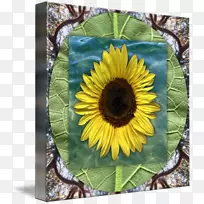 向日葵种子向日葵3d-空若网 向日葵种子向日葵3d-空若网