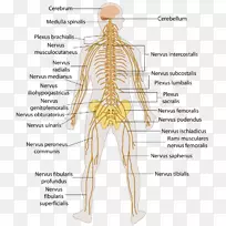 人体中枢神经系统周围神经系统-脑概述-空若网 人体中枢神经系统周围神经系统-脑概述-空若网