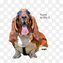 贝塞特猎犬、贝赛特犬、阿特森犬、猎犬、伴犬-空若网 贝塞特猎犬、贝赛特犬、阿特森犬、猎犬、伴犬-空若网