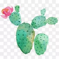 仙人掌科肉质植物绘图印刷.绿色仙人掌-空若网 仙人掌科肉质植物绘图印刷.绿色仙人掌-空若网