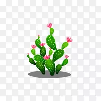 仙人掌科种子仙人掌-空若网 仙人掌科种子仙人掌-空若网