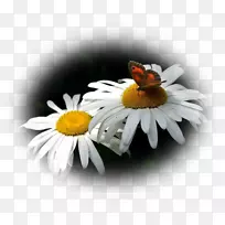 蜜蜂,昆虫-空若网 蜜蜂,昆虫-空若网