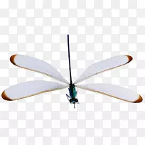 �������ж������ѽ�֫�����ɫ����-������