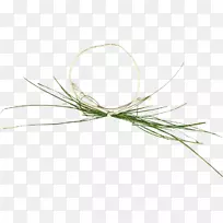 细枝植物茎草花卉科-生命要素-空若网 细枝植物茎草花卉科-生命要素-空若网