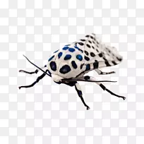 巨型豹蛾昆虫?n-空若网 巨型豹蛾昆虫?n-空若网