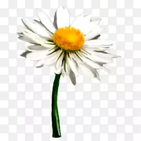 菊花-空若网 菊花-空若网