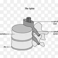 脊柱脊髓解剖颈椎神经系统-癌细胞细节-空若网 脊柱脊髓解剖颈椎神经系统-癌细胞细节-空若网