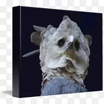 雕鼻鹰-空若网 雕鼻鹰-空若网