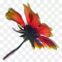 花瓣花博客植物茎-花-空若网 花瓣花博客植物茎-花-空若网