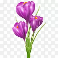 番红花剪贴画-番红花图片-空若网 番红花剪贴画-番红花图片-空若网