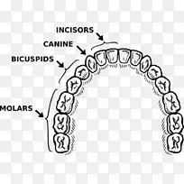人类牙科学牙刷夹艺术牙刷-空若网 人类牙科学牙刷夹艺术牙刷-空若网