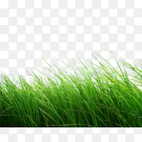 ������ɫ�����Ƥ������ݵ�-��PNGͼ���̲�PNGͼƬ-������