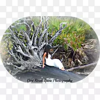 水资源树种草坪树-空若网 水资源树种草坪树-空若网