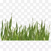 草坪草-PNG图像绿色图片-空若网 草坪草-PNG图像绿色图片-空若网