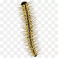 昆虫毛虫载体-空若网 昆虫毛虫载体-空若网