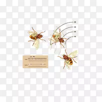 昆虫传粉器害虫膜-生物医药广告-空若网 昆虫传粉器害虫膜-生物医药广告-空若网