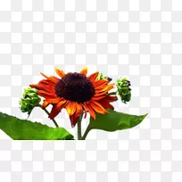 普通向日葵-空若网 普通向日葵-空若网