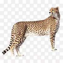 �Ա�-������