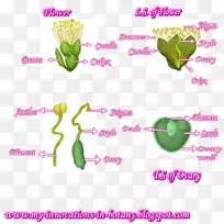 开花植物系植物茎夹艺术-植物-空若网 开花植物系植物茎夹艺术-植物-空若网