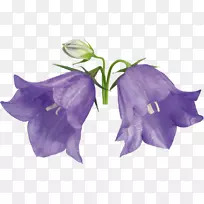 樟子花,二年生植物.山谷的手绘百合-空若网 樟子花,二年生植物.山谷的手绘百合-空若网