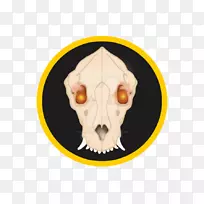 头盖骨-空若网 头盖骨-空若网