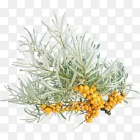 �Ͳ����¼����Ǻ�ֲ��-ɳ��PNG-������